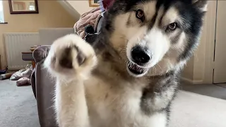 My Husky is In A Mood With Me! He Gets The Paws Out!