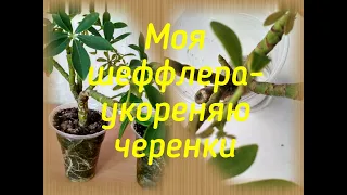 Шеффлера - укоренение черенков