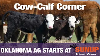 Cow-Calf Corner - Backward Calves (2/22/20)