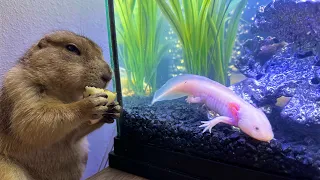 I Fed an Axolotl to my Prairie Dog