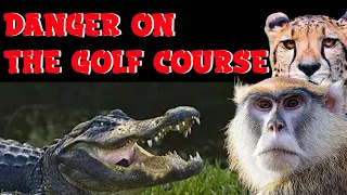 DANGEROUS ANIMAL ENCOUNTERS ON THE GOLF COURSE