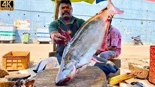 KASIMEDU 🔥 SPEED SELVAM | BIG BAASHHA FISH CUTTING VIDEO | IN KASIMEDU | FF CUTTING 🔪