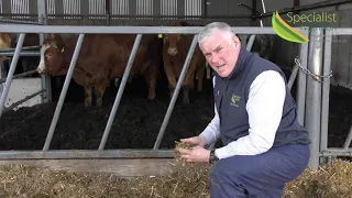 Finishing continental cattle within 80 days | Michael Cleary, Beef Nutrition Manager