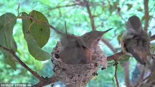 Allens Hummingbird Misty's first Steps out of the nest, 25 days old - Feb 25th #babyhummingbirds