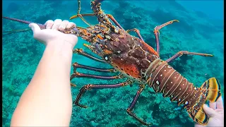 Catching MASSIVE LOBSTERS  in the Caribbean (Saint Barth)