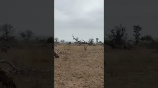 Brave hyena clan rescue injured friend from intense lion attack