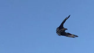 Osprey Flight and Call