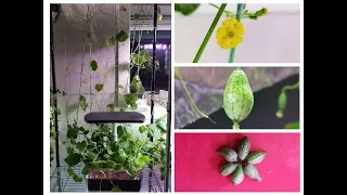 Grow Cucamelons in Aerogarden Harvest