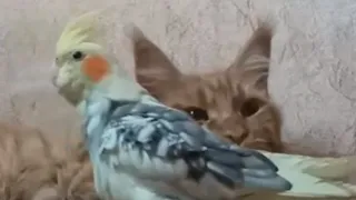 Funny Parrot Annoying cat cute Pets Попугай притесняет кошку