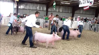 4-H Swine Showmanship