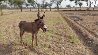 Today the Donkey is very Happy | Excellent  Donkey | Donkey  Suonds | Donkey Prank | @Funny Animals