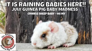 It is Raining Baby Guinea Pigs!!!