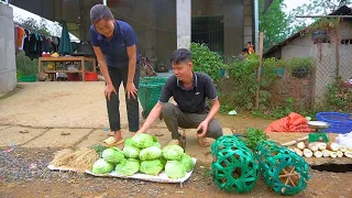 Harvest cabbage, onions and chickens to bring to the market - Make money for a wedding