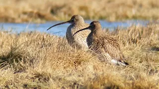 Digiscoping Nature  March   2023