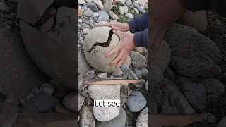 What's inside the stone egg? #fossils  #hunting  #rock  #ammonites  #shorts