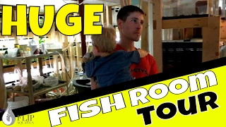 Huge Fish Room Tour - Over 100 Breeding Fish Tanks in a Basement