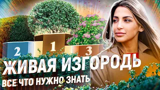 ЖИВАЯ ИЗГОРОДЬ в средней полосе России 🌲ТОП 5 растений для живой изгороди
