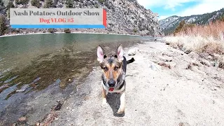 Hiking With My Dog at Ennis Lake in Montana