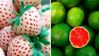 20 Strange Hybrid Fruit You Won t Believe Exists