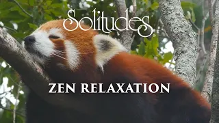 Dan Gibson’s Solitudes - Earth in Balance | Zen Relaxation