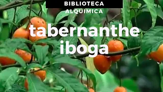 TABERNANTHE IBOGA PLANTA QUE AUXILIA NO TRATAMENTO DE VÍCIO EM DROGAS