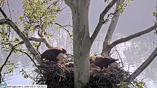 USS Bald Eagle Cam 2 on 5-1-24 @ 8:25:08 Irvin and Claire execute double fish delivery 23 sec apart