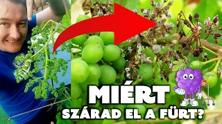 🍇 MIÉRT SZÁRAD EL A FÜRT? - KITÖRJÜK A HÓNALJHAJTÁST?    🍇  (SZESZÉLYES JÚNIUS A SZŐLŐBEN) Subtitles