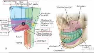 Oral cavity site & parts