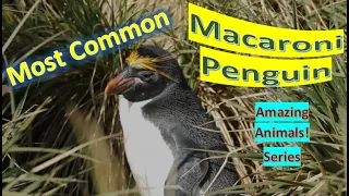 Macaroni Penguin facts  🐧 found from the Subantarctic to the Antarctic Peninsula 🥶 ❄️