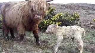 Calf's First Steps