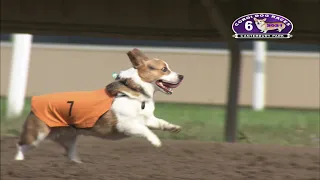 Canterbury Park Corgi Races August 1, 2021