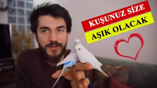 4 Adımda Kuşunuz Size Aşık Olacak - En İyi Yavru Kuş Eğitimi