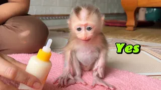 baby Monkey Tina is hungry and wants to drink milk, so poor