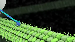 Kinesin motor transports vesicle along microtubule.