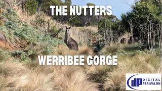 The Nutters Hike at Centenary Walk via Werribee Gorge Circuit