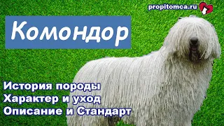 Комондор - венгерская овчарка с белыми дредами: описание породы собак