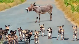 These Animals Messed With The Wrong Donkey !