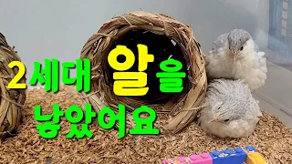 메추리가 2세대 알을 낳았어요 / 수컷 하울링 / 짝짓기 / 산란