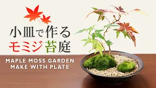 Maple Moss Garden Mini Bonsai made with Small Plates【Bonsai diary 9/25】DIY bigger moss diy EOS R5