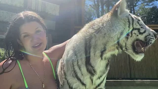 SWEET TIGER BOY GOES FOR A SWIM