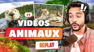 Des petites vidéos d'animaux ! (on se perd sur internet)