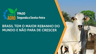 A Força do Agro - Brasil tem o maior rebanho do mundo e não para de crescer