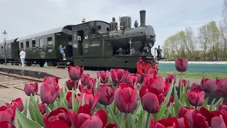 Steam Train journey: Time Travel Through the Tulips 🚂🌷🇳🇱