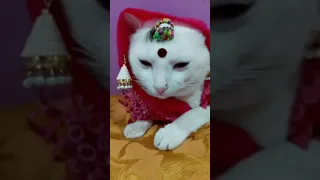 Tik Tok Cat Funny video compilation||Tiktok Fan Club