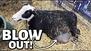 Our BLOWN OUT ewes finally lambed!!  ...and now we know what happened. | Vlog 685