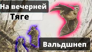 Вальдшнеп на вечерней тяге. Аристократическая охота на вальдшнепа. Весна 2021.