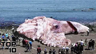 Top 10 Terrifying Sea Creature Sightings That Might Be The Kraken