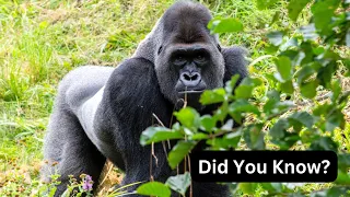 Unveiling the Mighty Gorilla: Nature's Gentle Giants Up Close