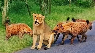 Old Lioness Tries Escaping Gang of Hyenas