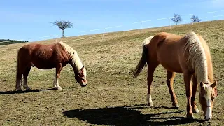 Я БУДУ ЖДАТЬ ТЕБЯ ЗИМОЮ И ЛЕТОМ!☀️ИСПОЛНЯЕТ ЕВГЕНИЙ ВОЙНОВ